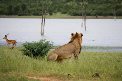 Safari Lake Cruise - Lake Kariba Lake Kariba wandelsafari's